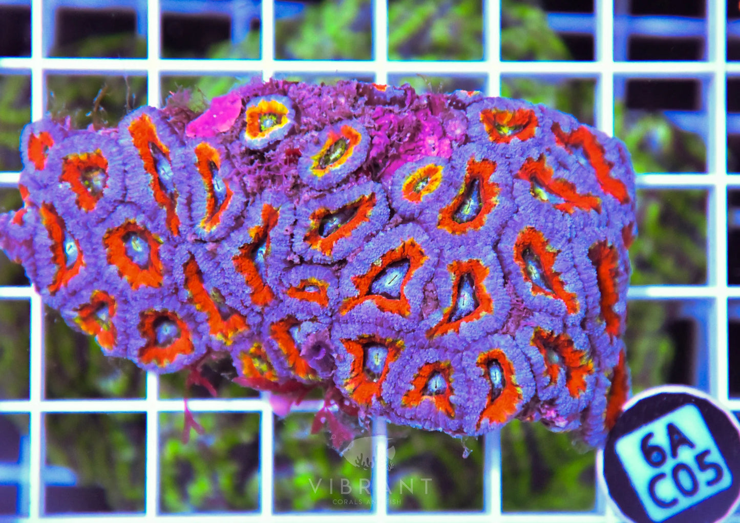 Acan Lord AUS