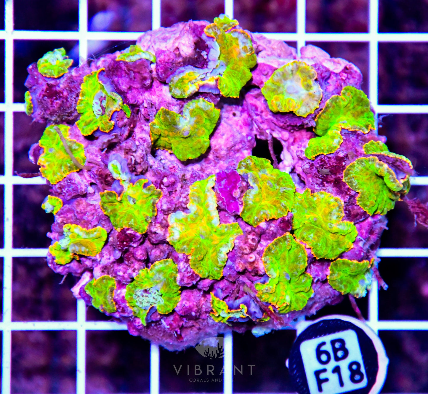Mushroom INDO W