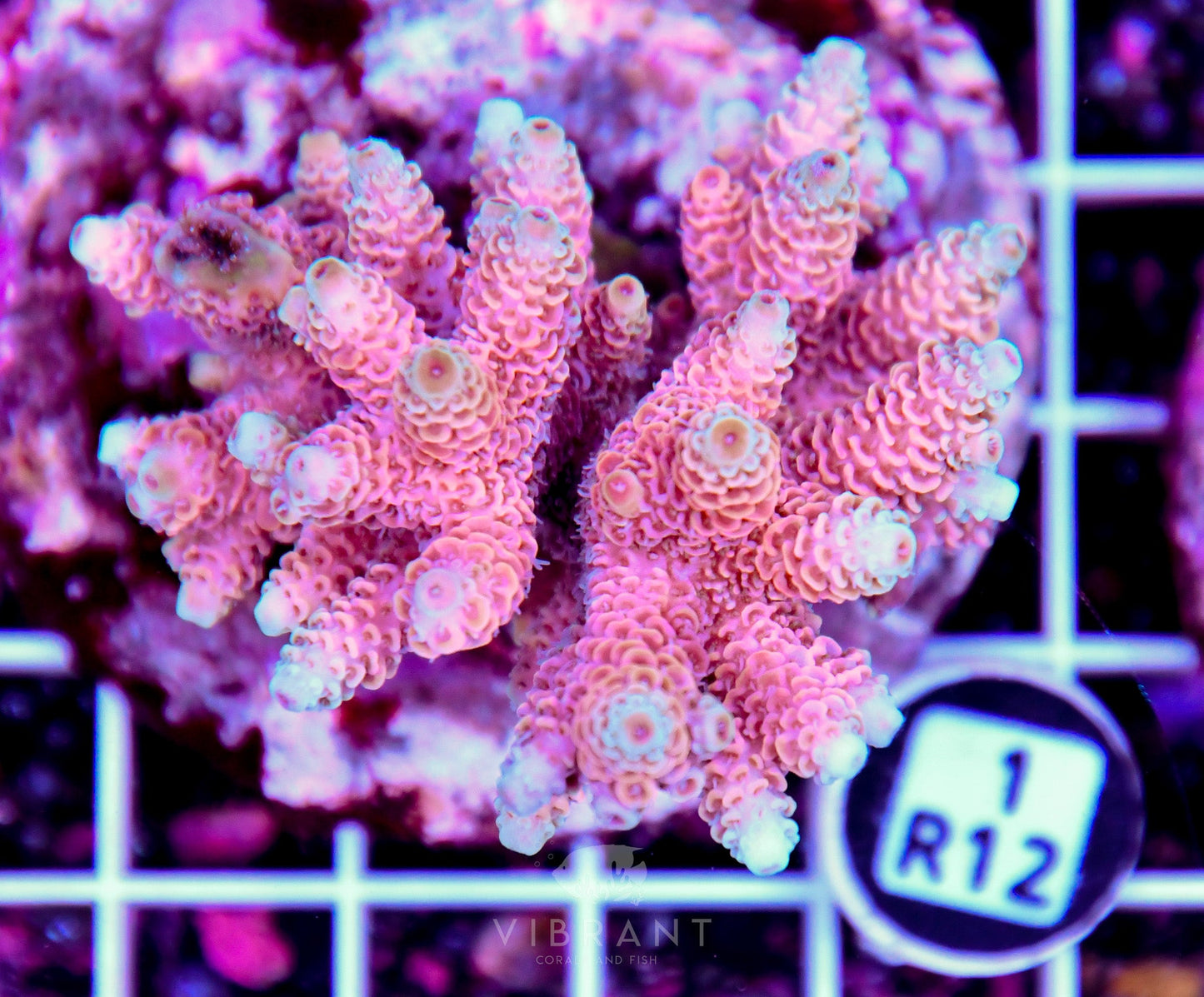 Acro INDO