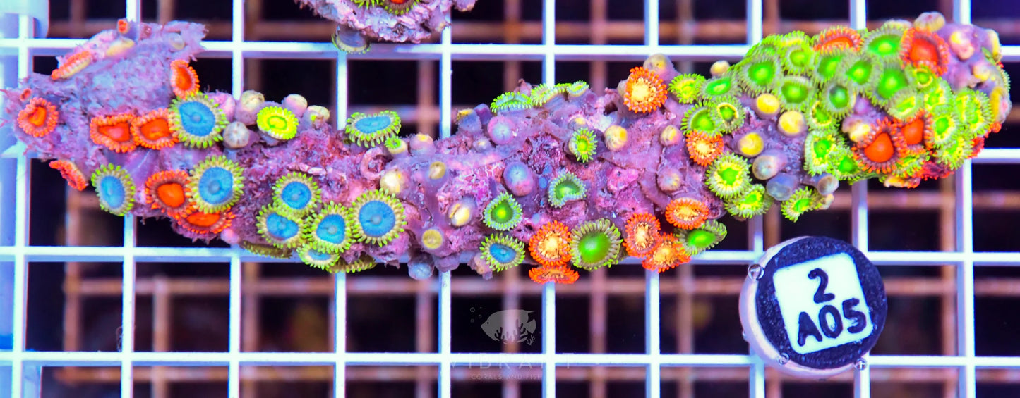 Zoa AUS