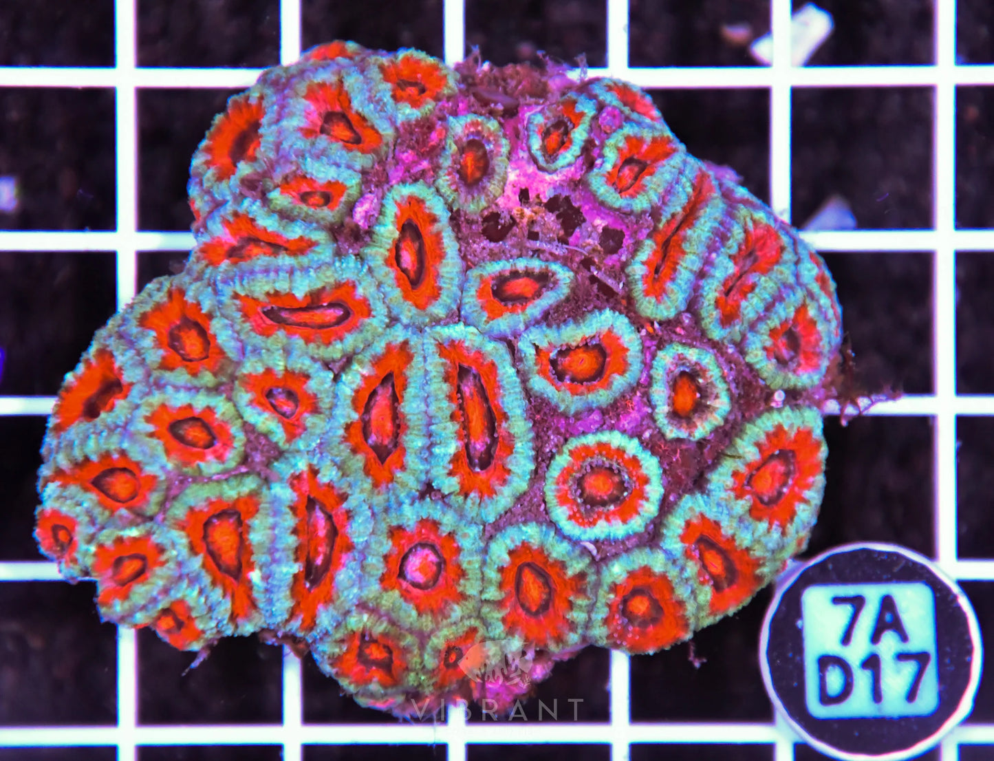 Acan Lord AUS