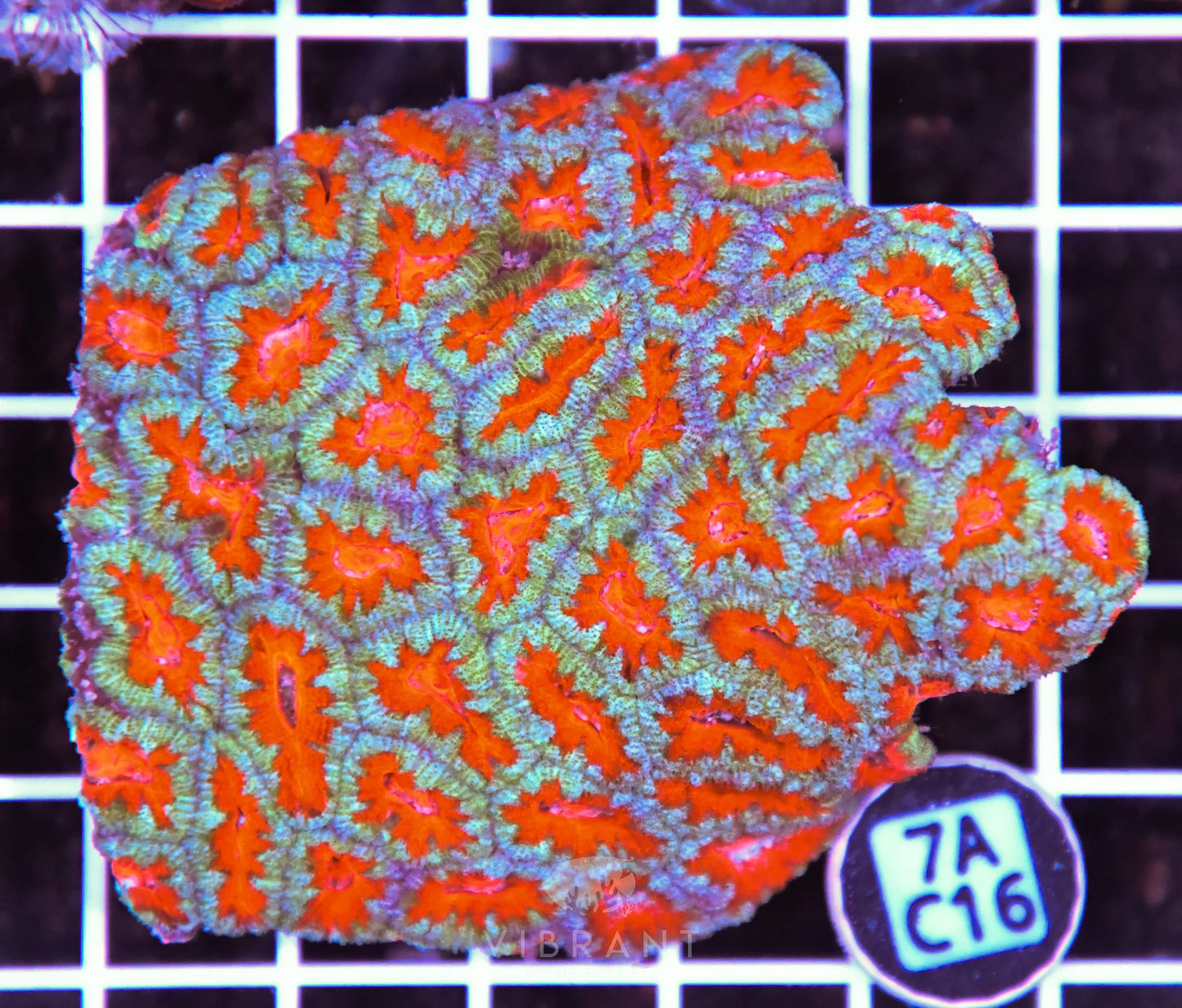 Acan Lord AUS