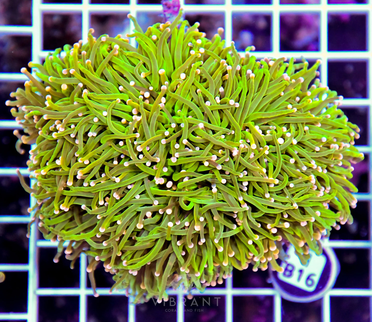 Torch INDO
