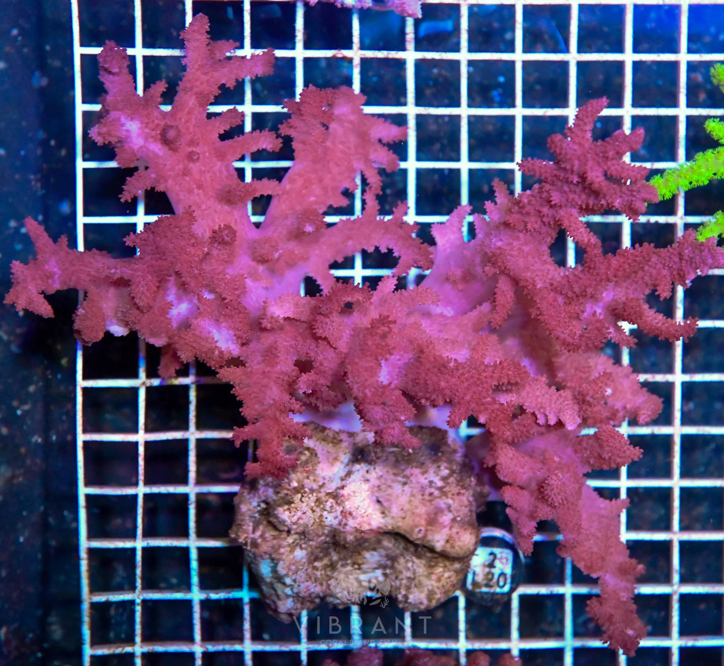 Colt Coral INDO W