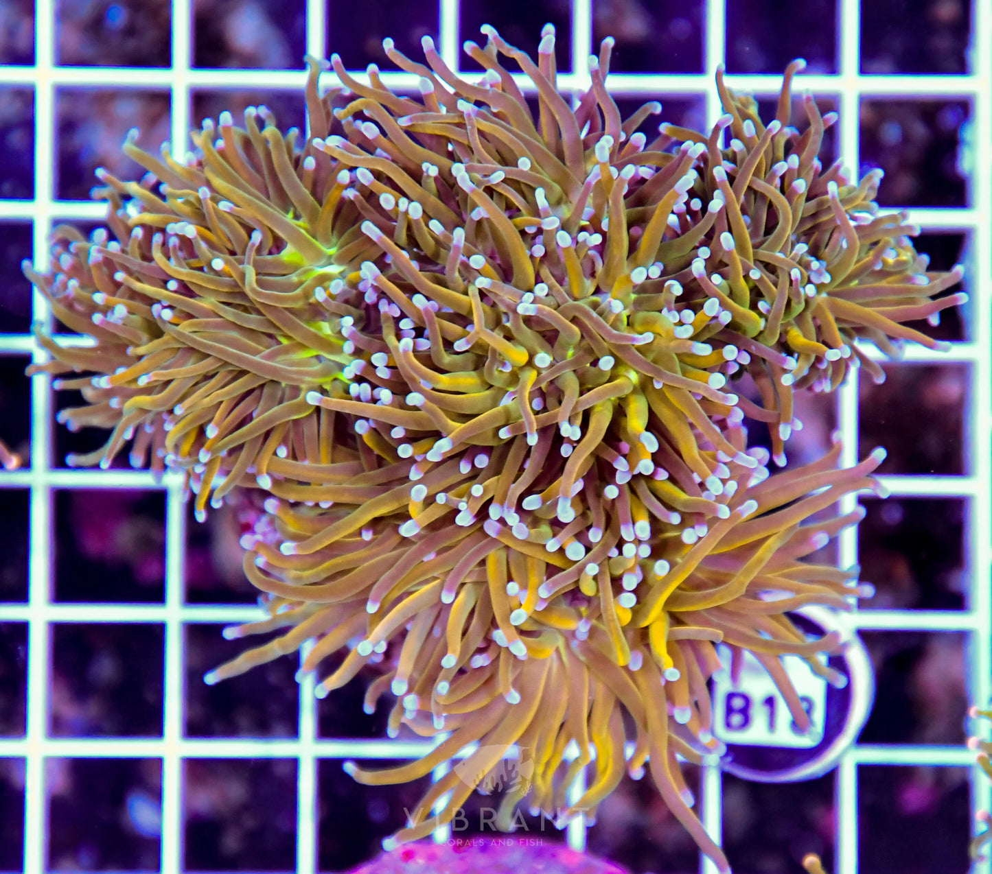 Torch INDO