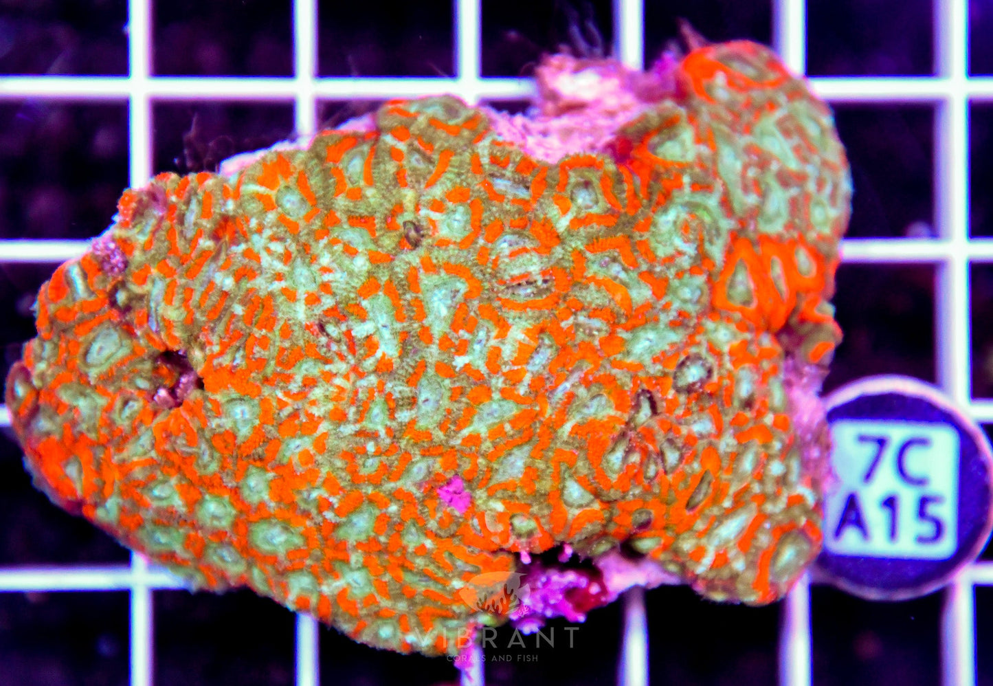 Micromussa INDO