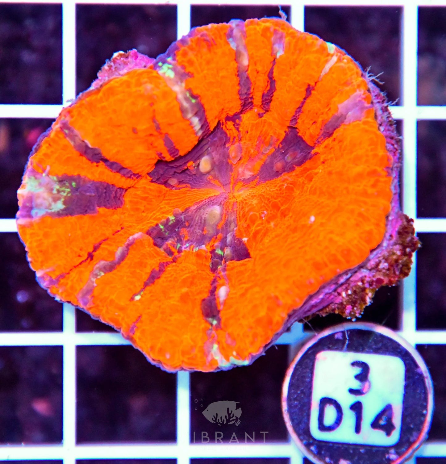 Scoly AUS