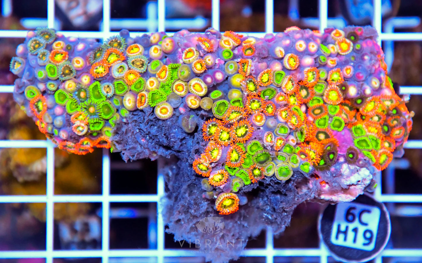 Zoa AUS