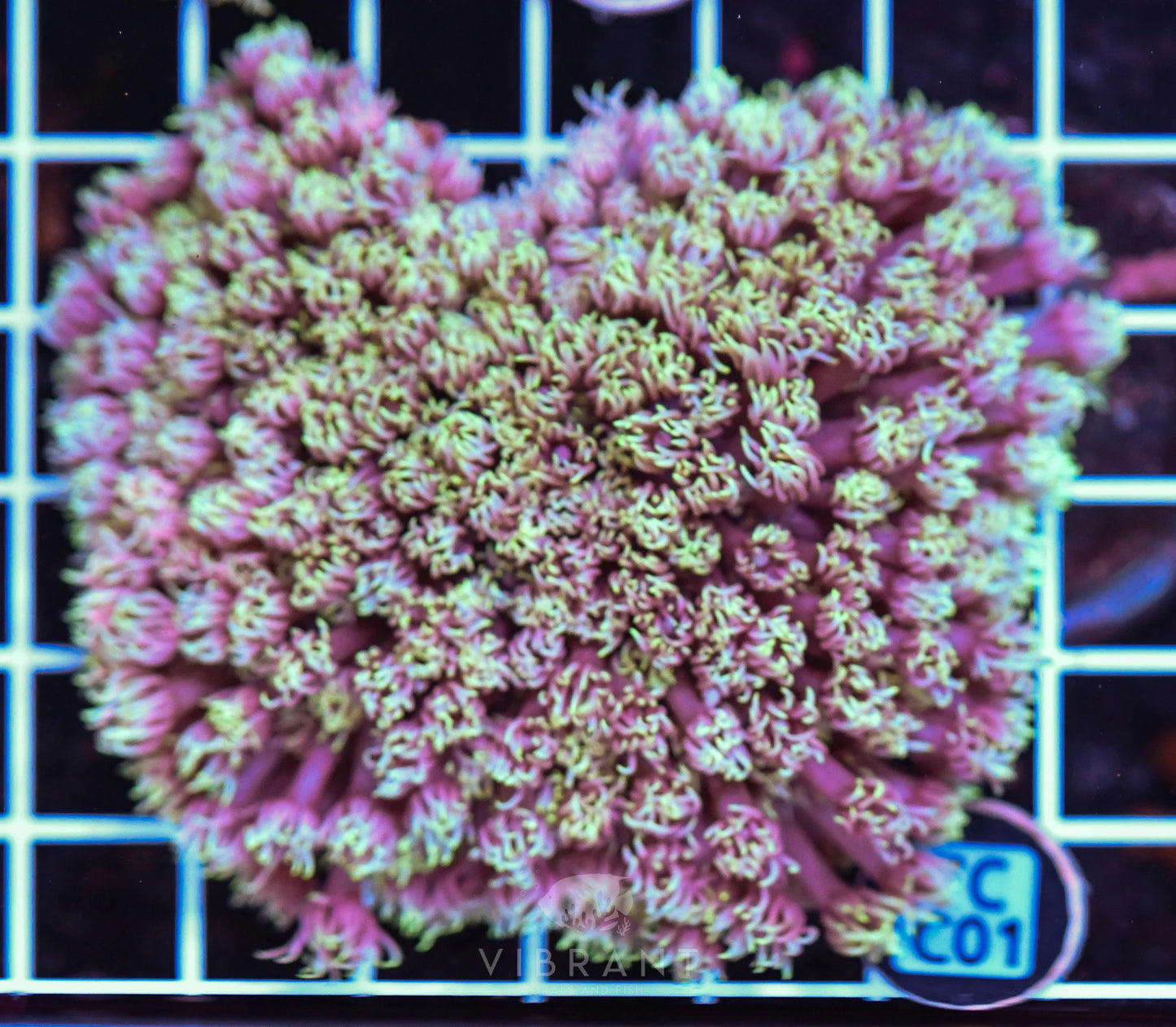 Goniopora WAUS