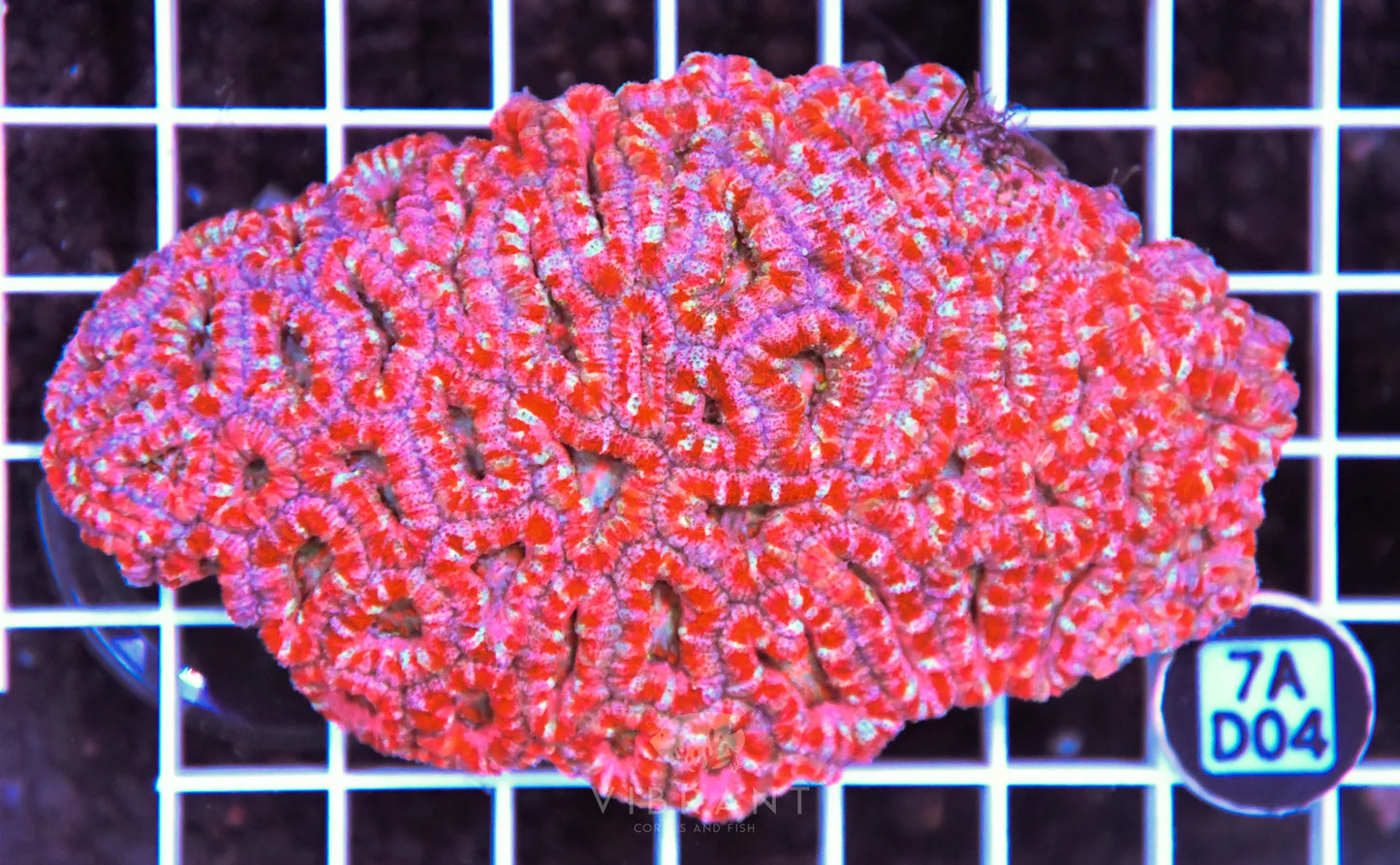 Acan Lord AUS