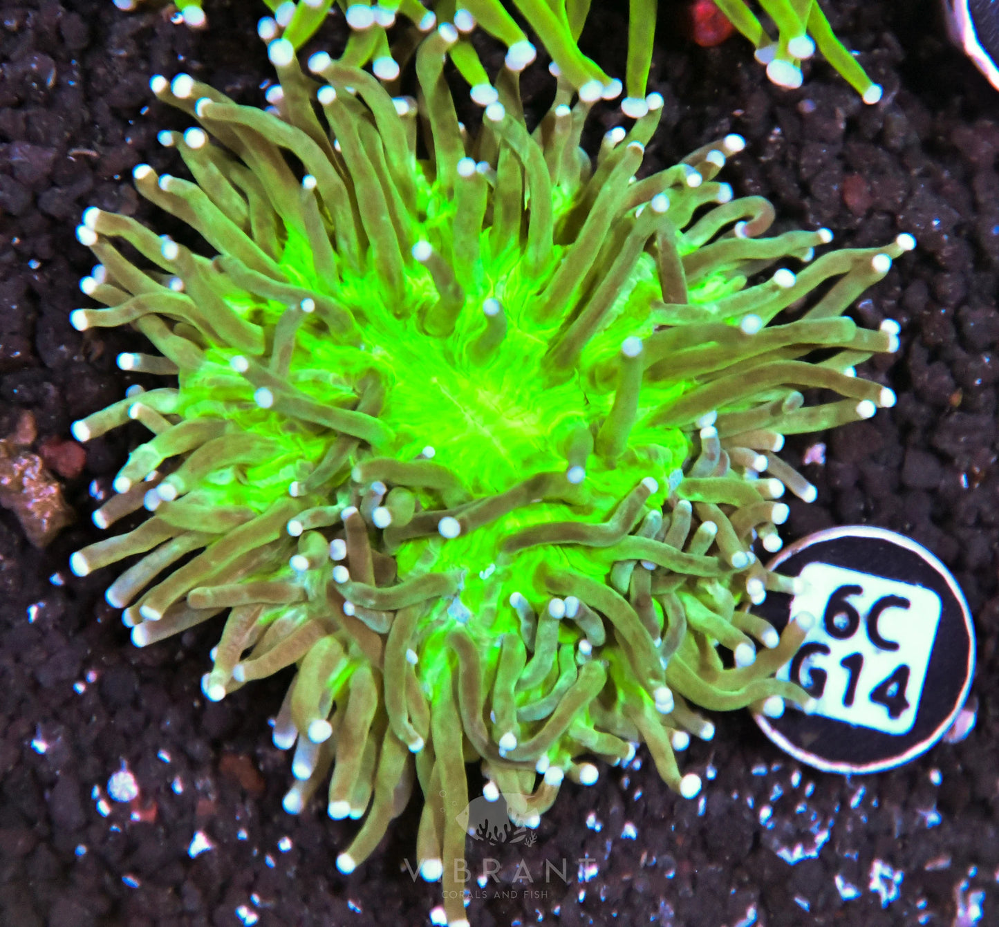 Heliofungia AUS