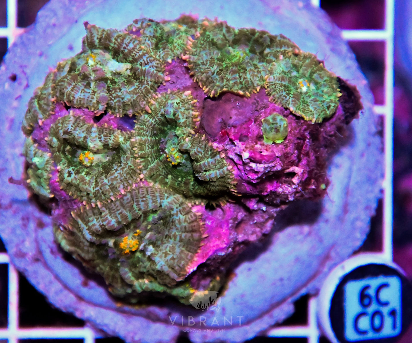 Mushroom INDO