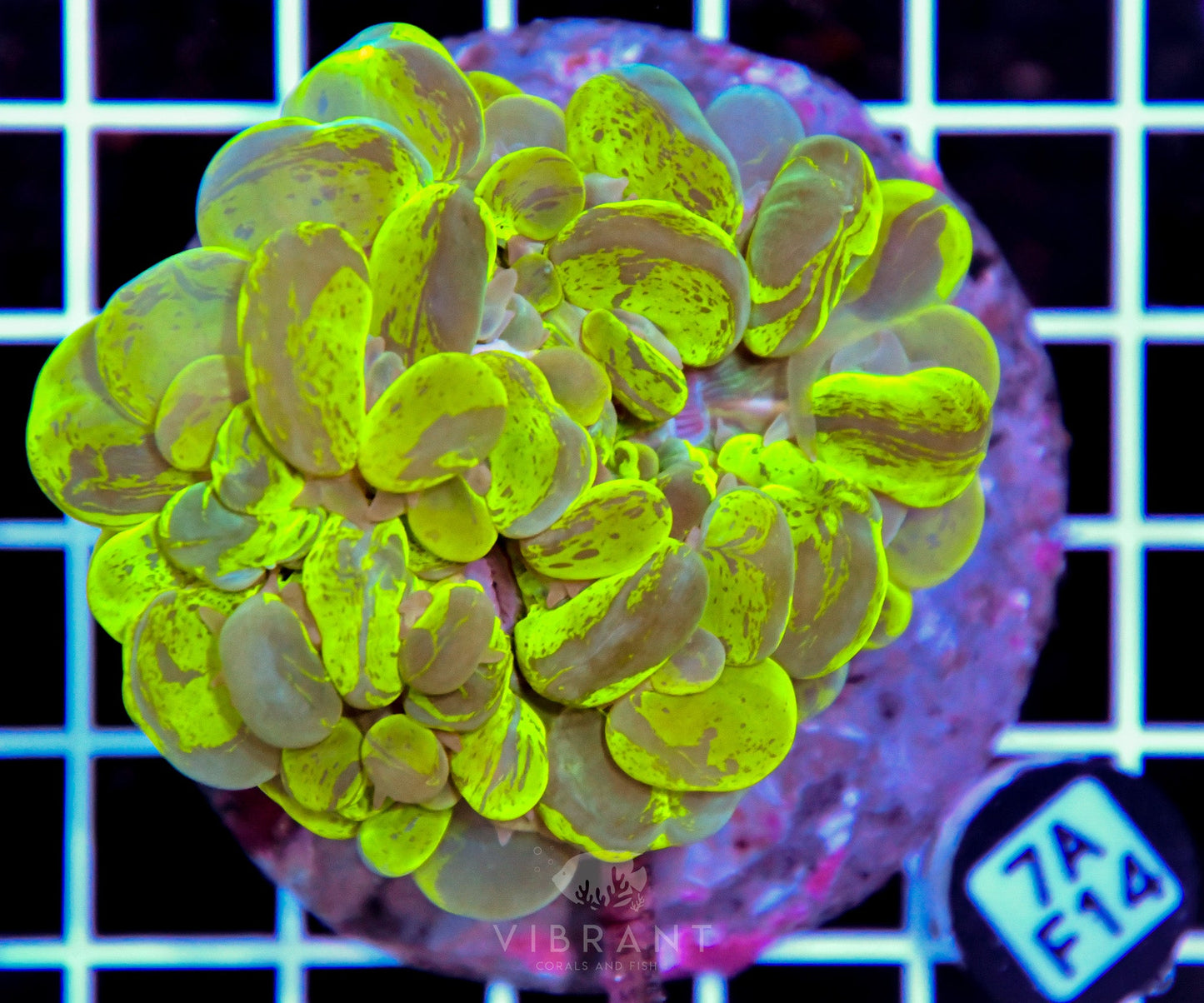 Bubble Coral INDO