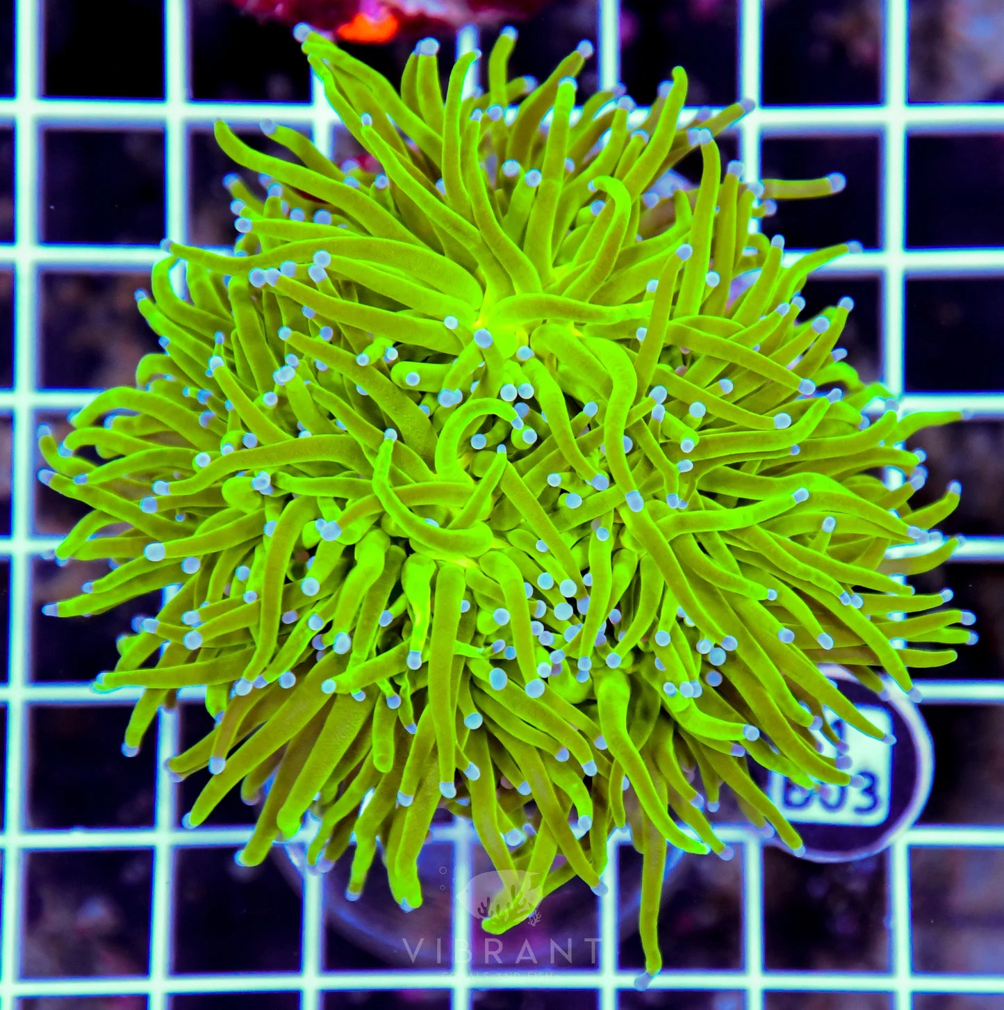 Torch INDO