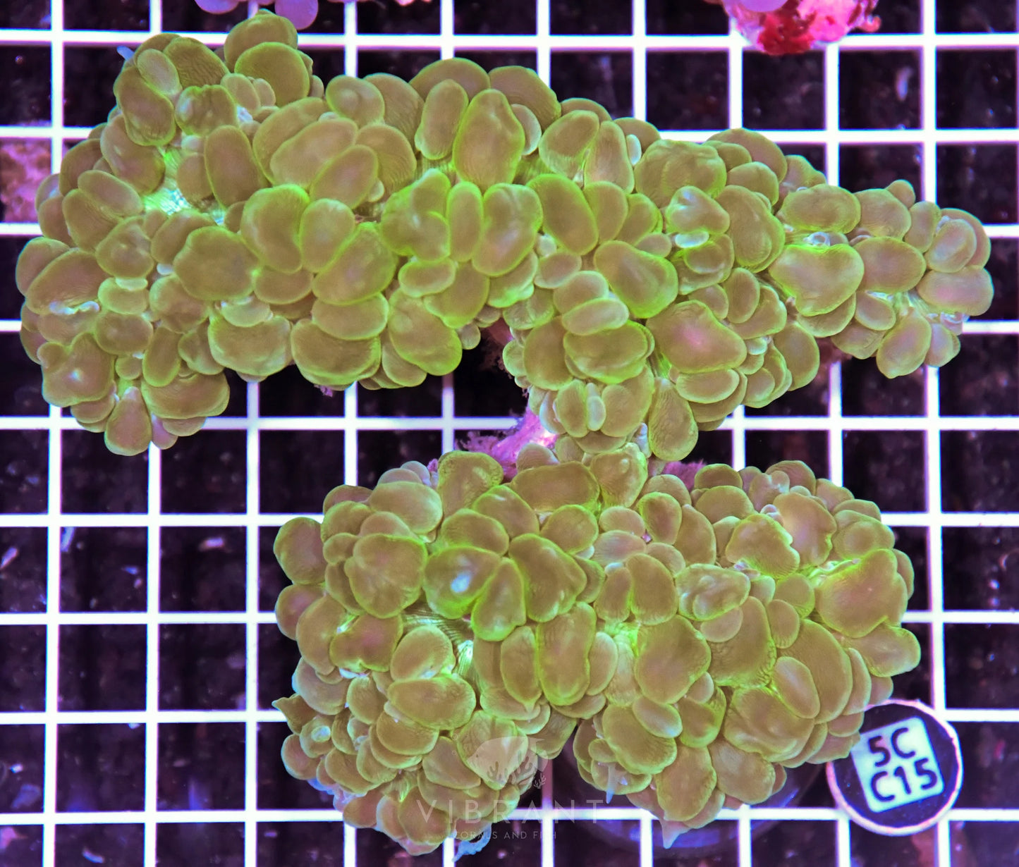 Bubble Coral AUS
