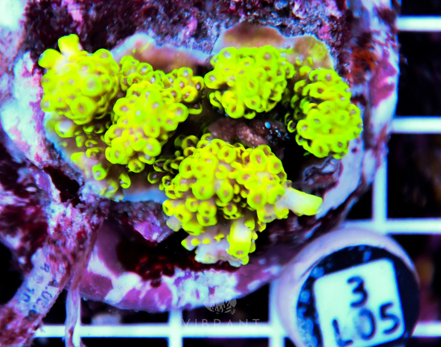 Acro INDO