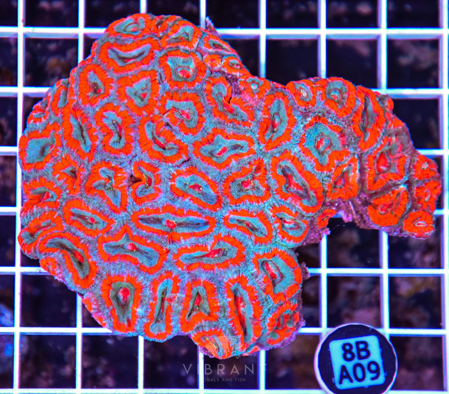 Micromussa WAUS