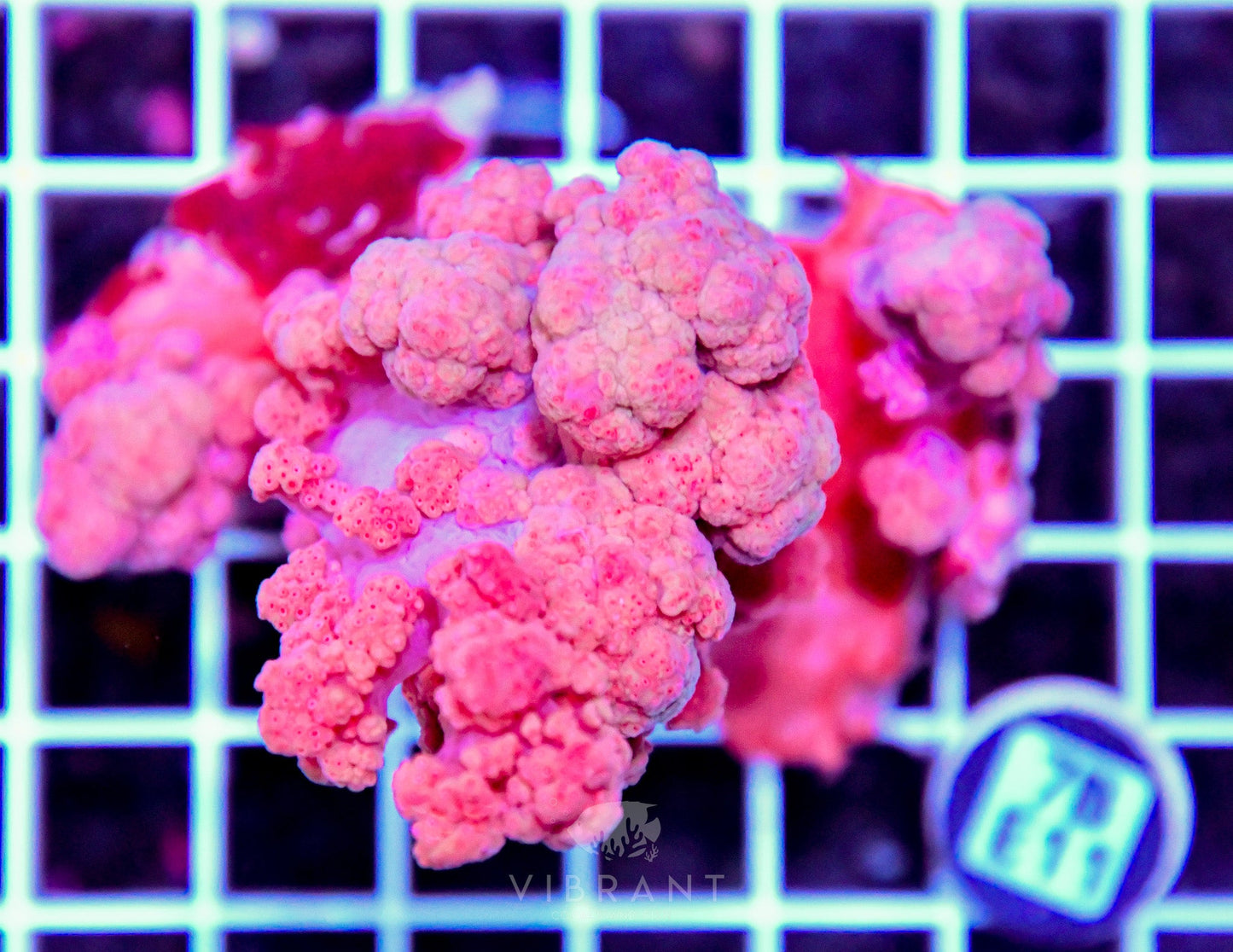 Carnation Coral INDO W