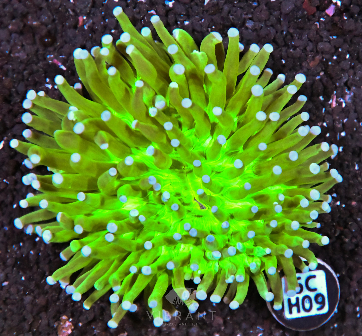Heliofungia AUS