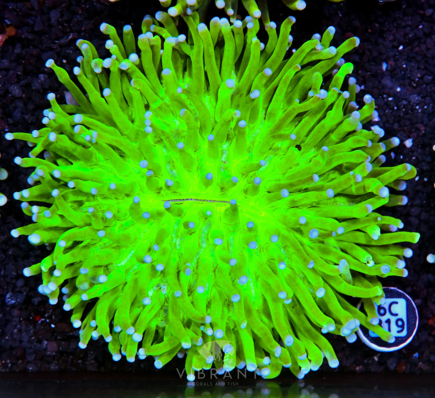Heliofungia AUS