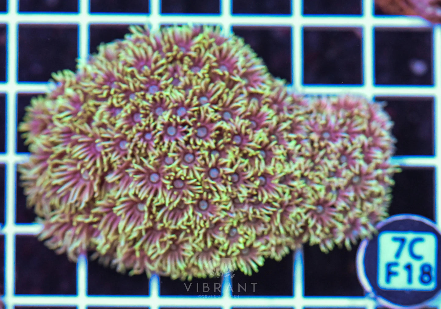 Goniopora WAUS