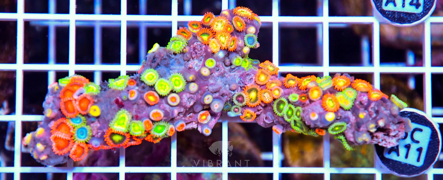 Zoa AUS