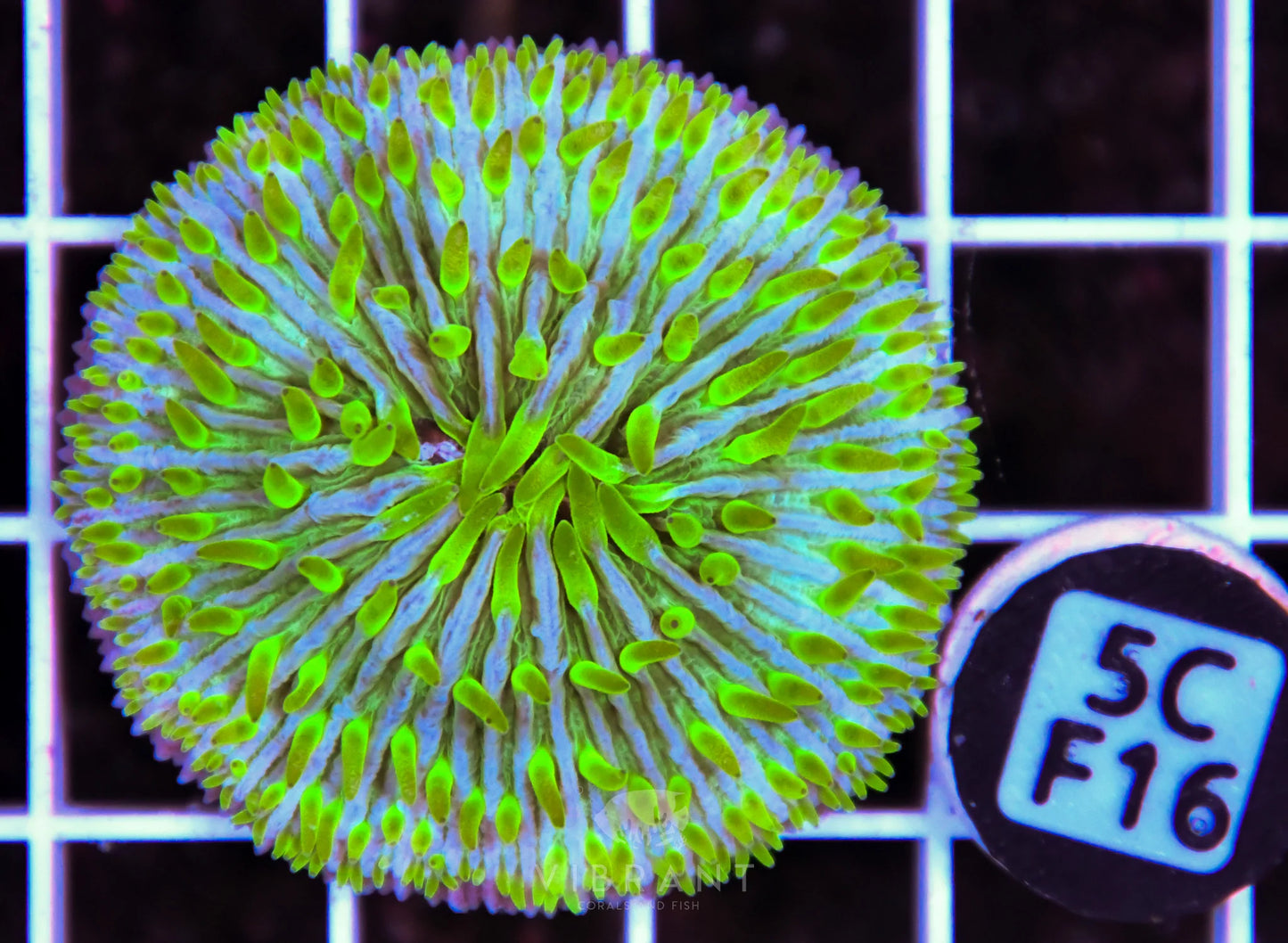 Fungia AUS