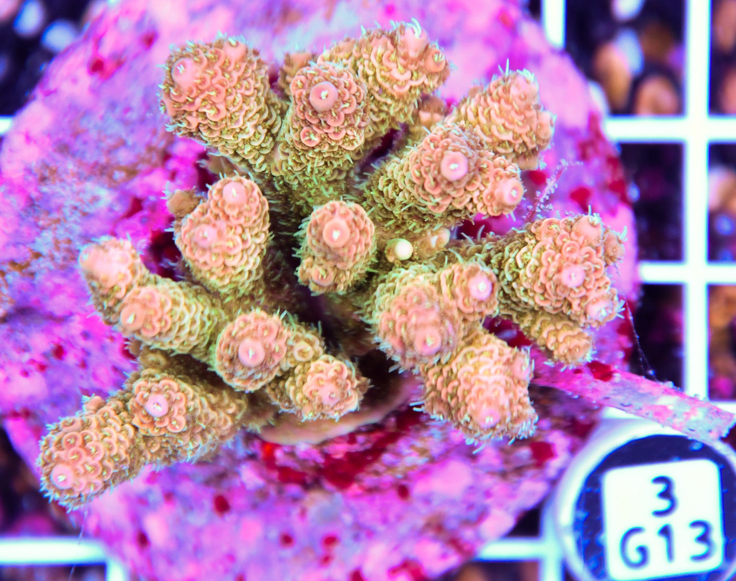Acro INDO