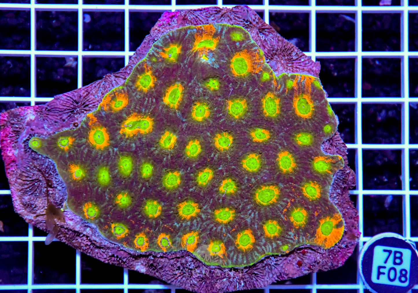 Acan Echinata INDO W