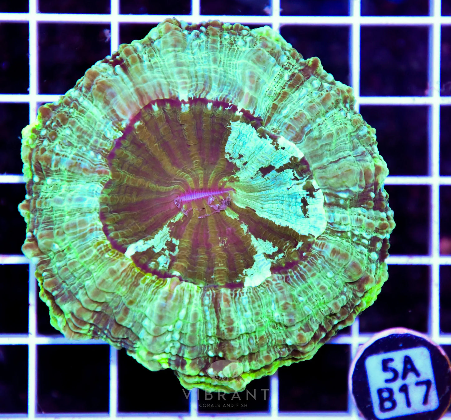 Acanthophyllia AUS