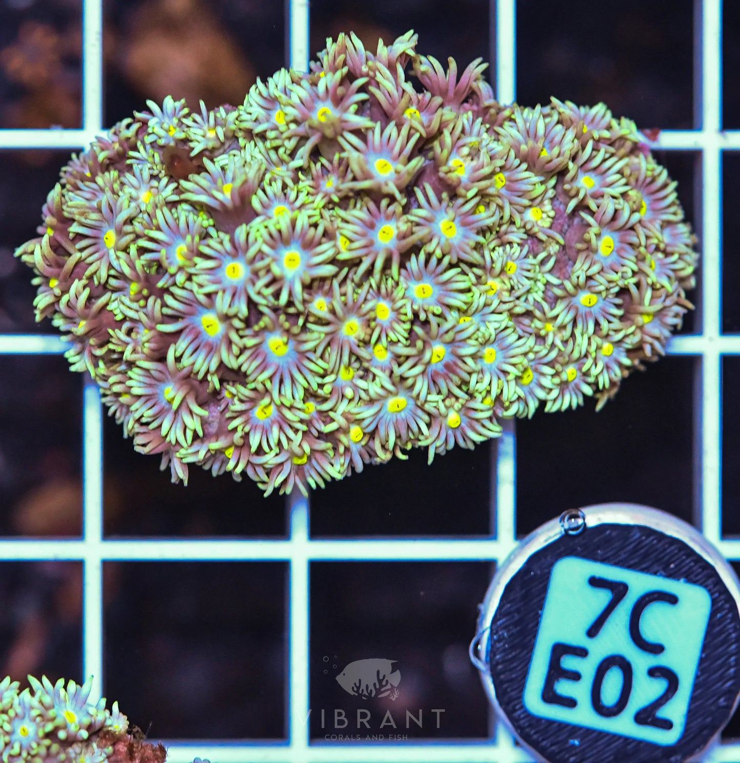 Frag Goniopora WAUS