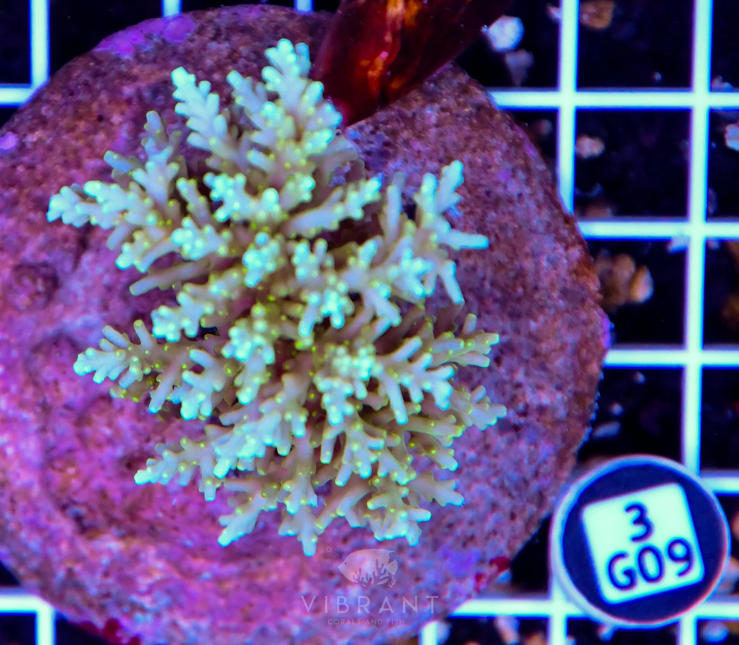 Acro INDO