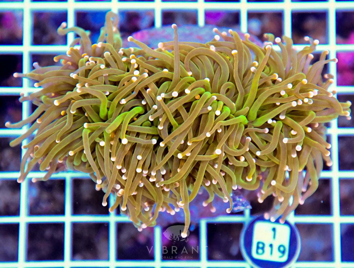 Torch INDO