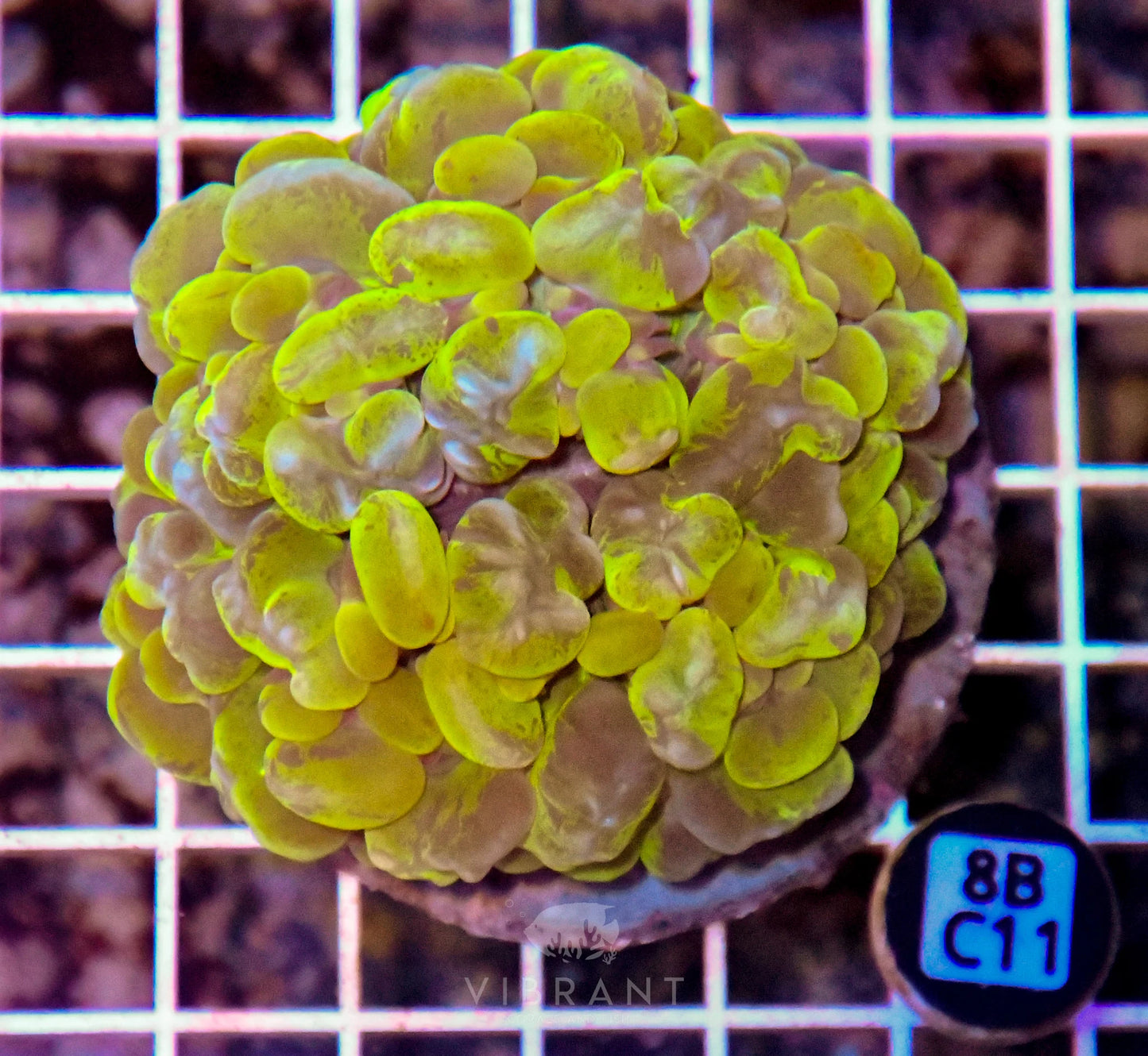 Bubble Coral INDO