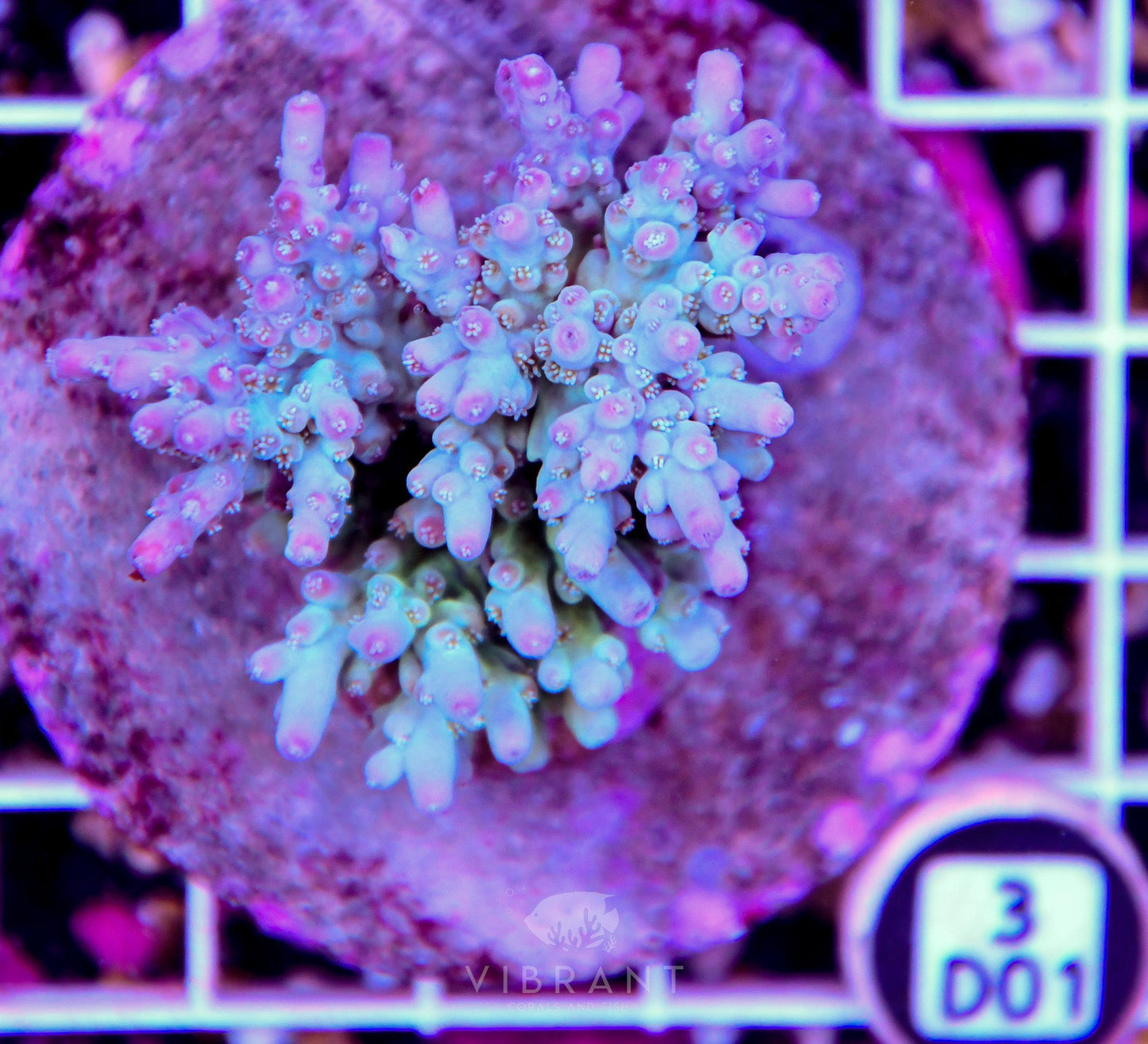 Acro INDO