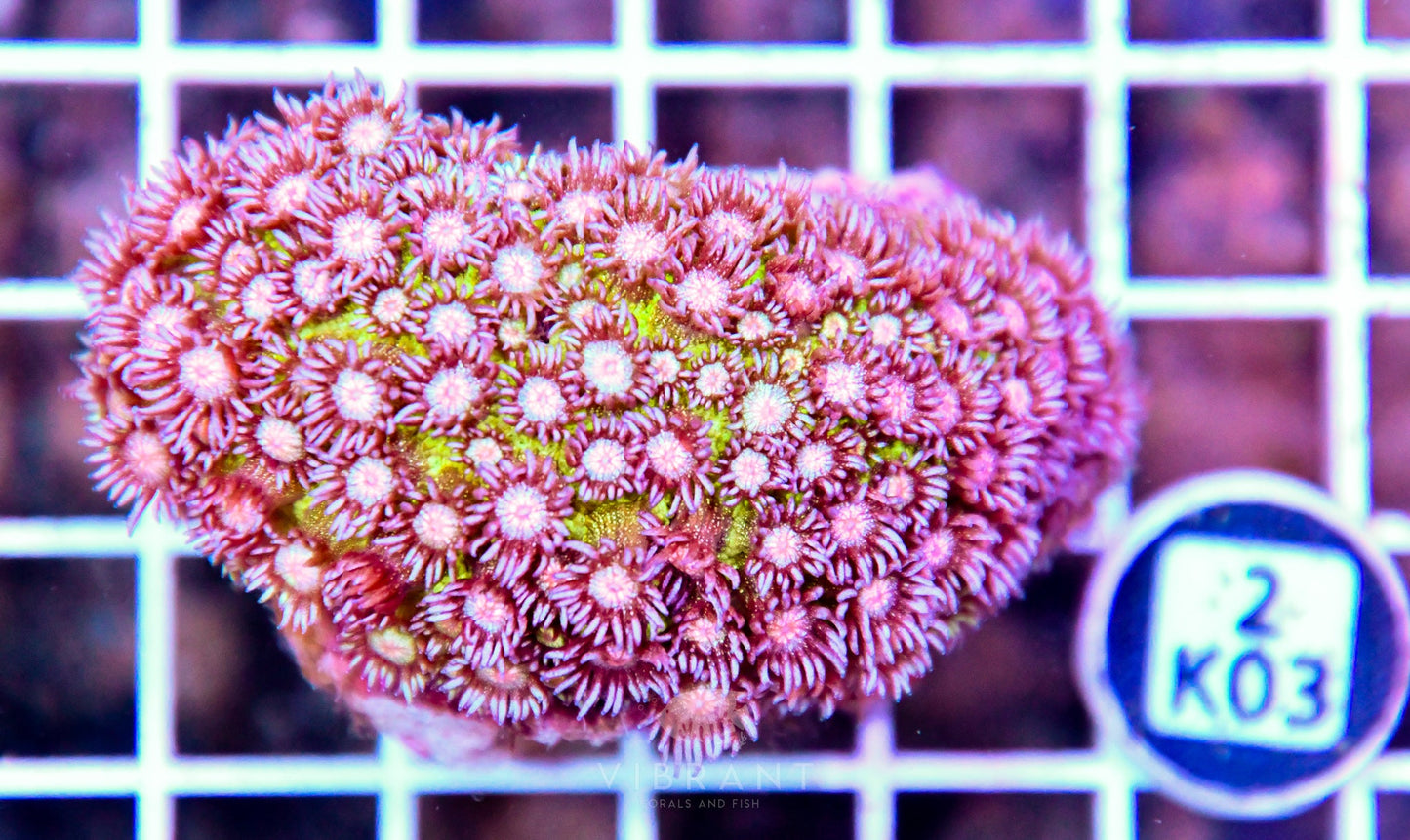 Goniopora INDO W Glitter
