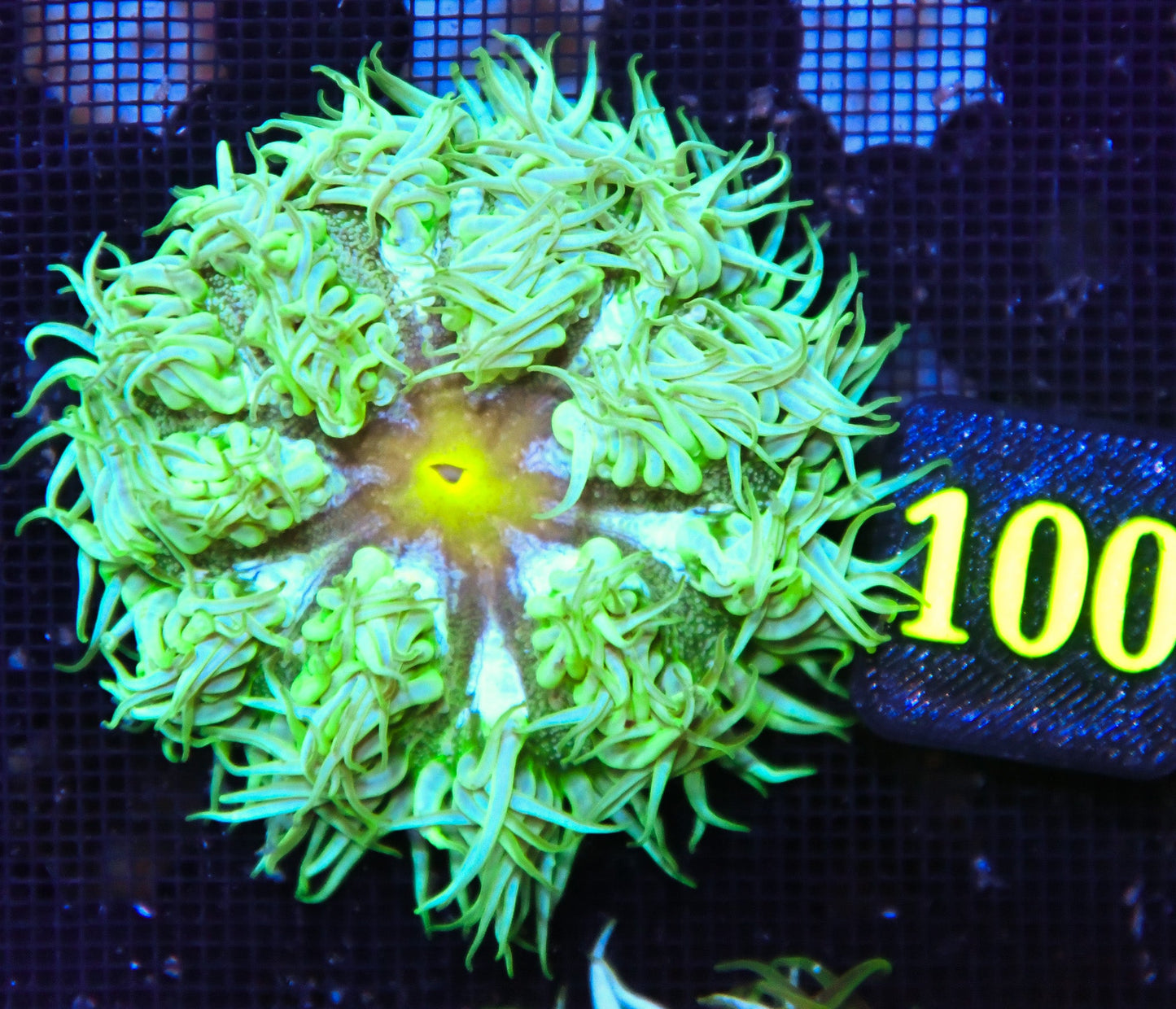 Rock Flower Anemone