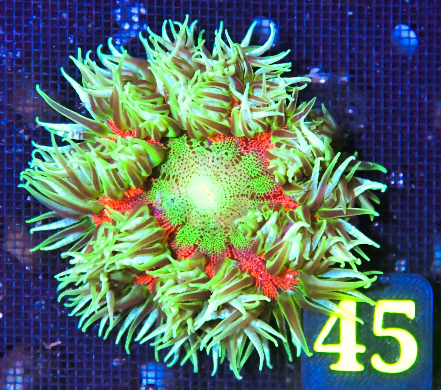 Rock Flower Anemone