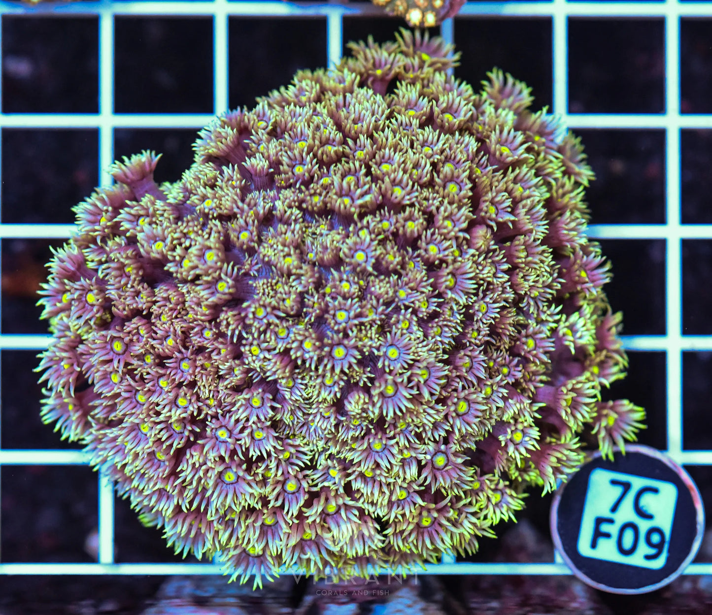 Goniopora WAUS