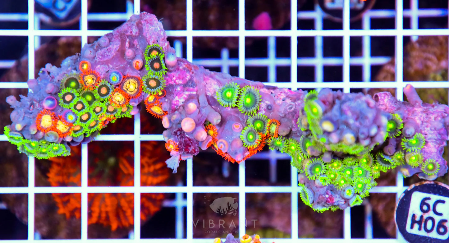 Zoa AUS