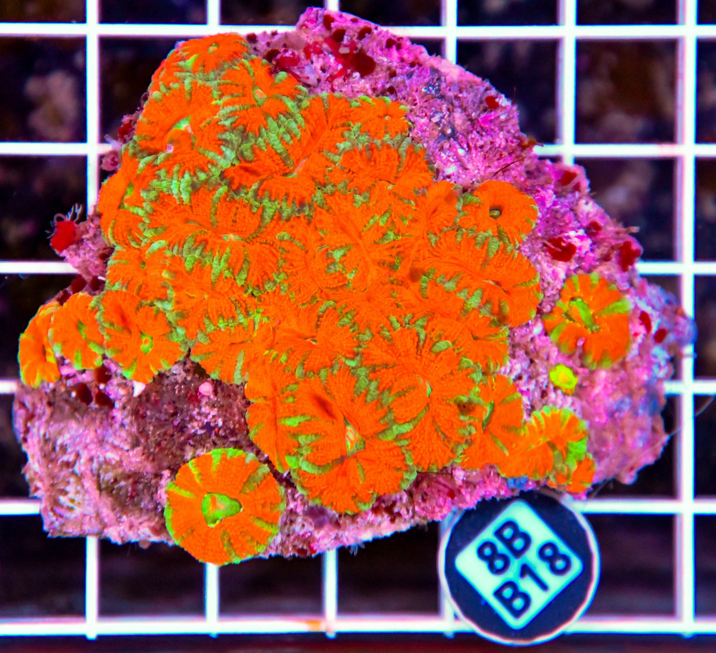 Micromussa WAUS