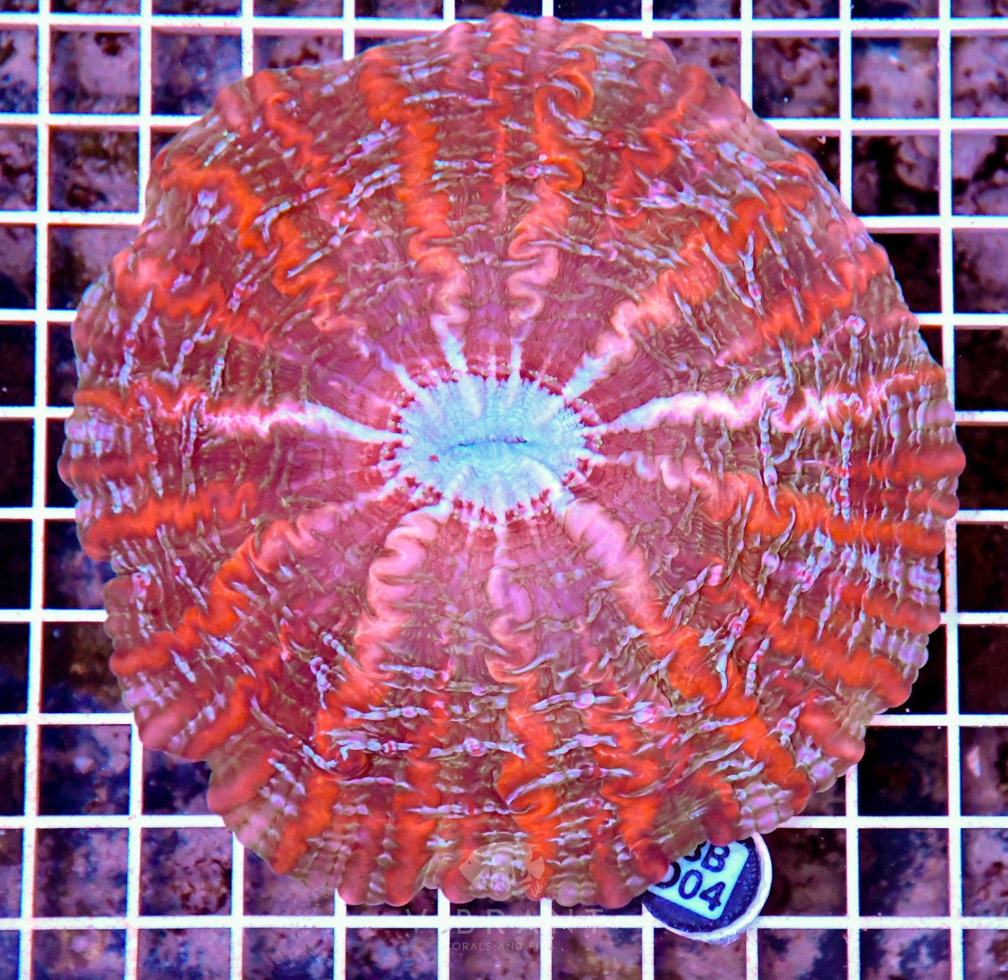 Indophyllia INDO W