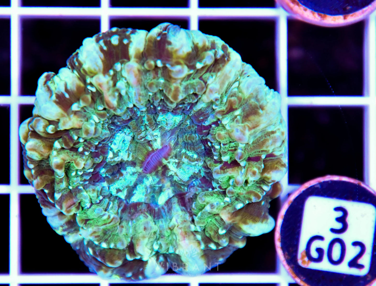 Acanthophyllia AUS