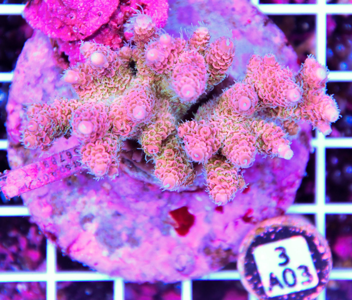 Acro INDO