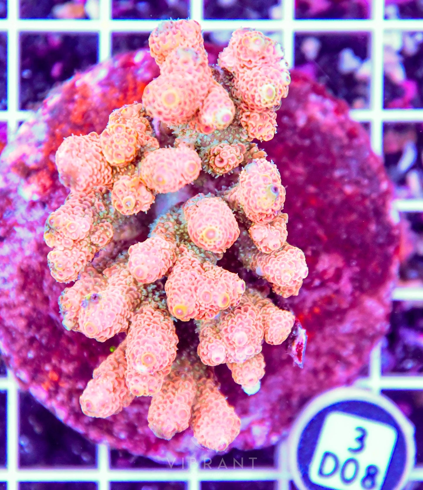 Acro INDO