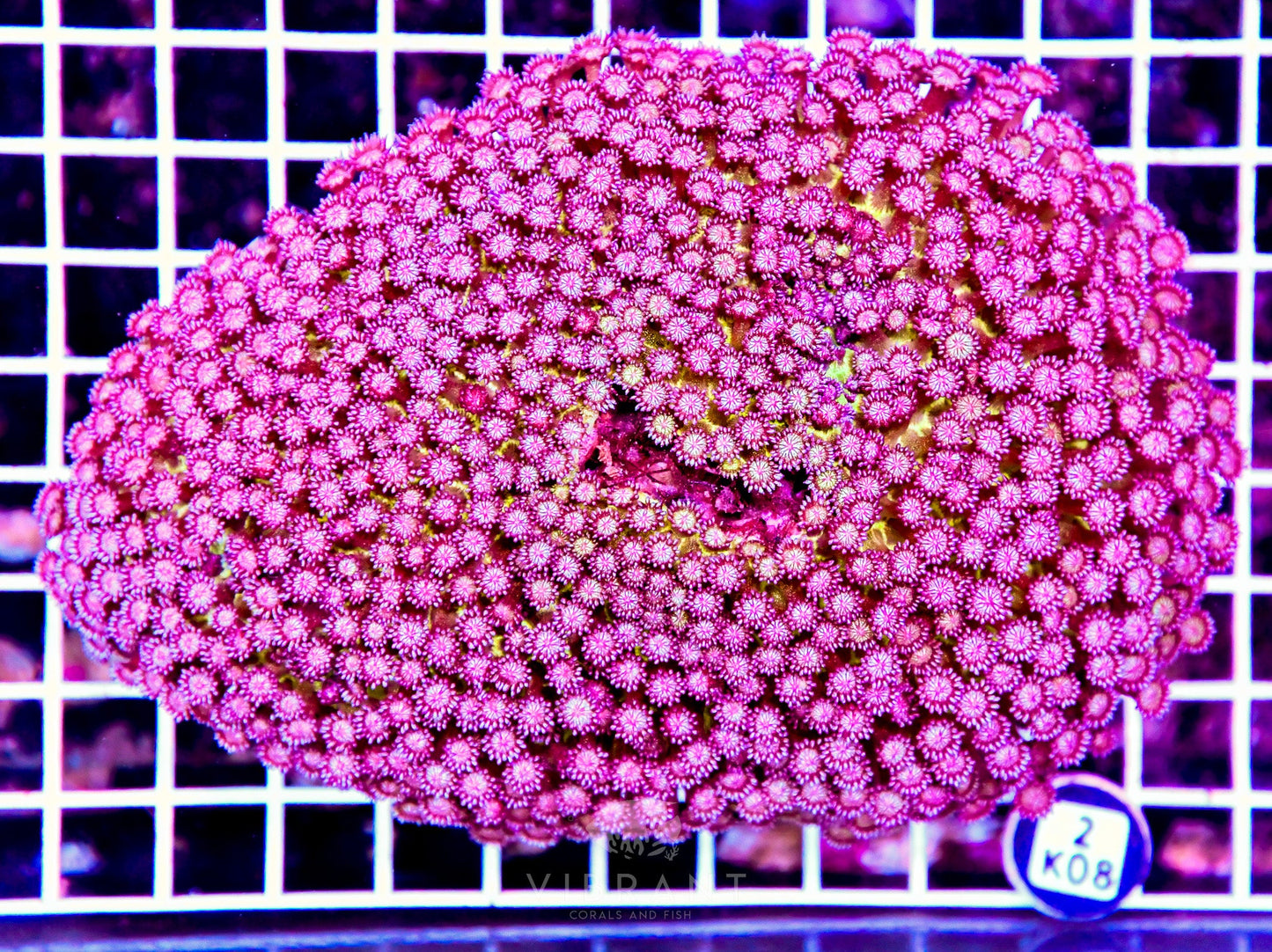 Goniopora INDO W Glitter