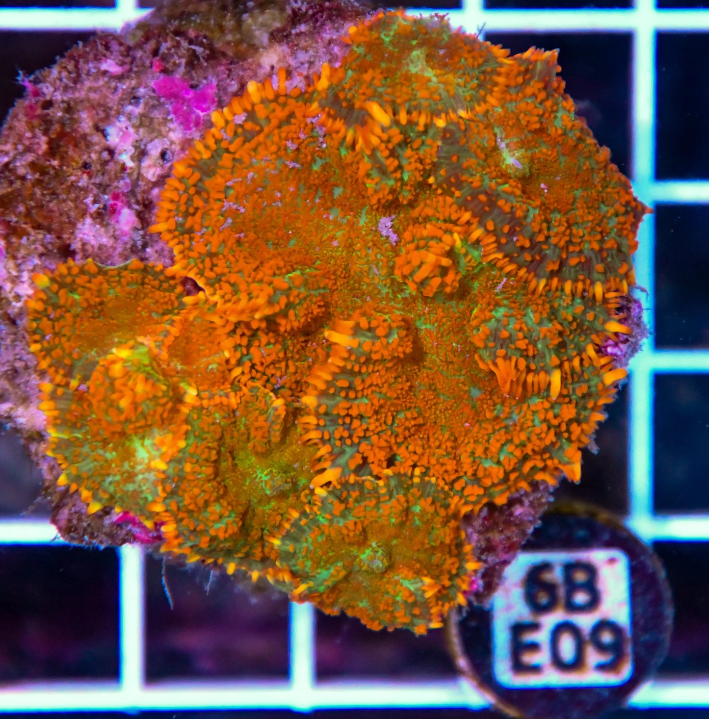 Mushroom INDO