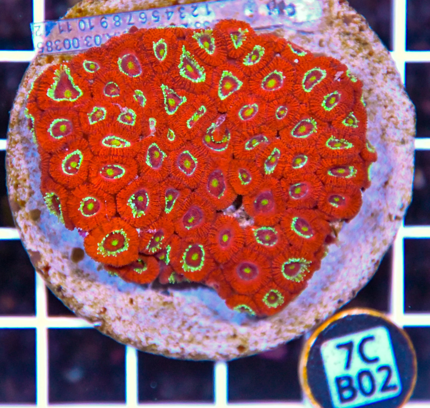 Micromussa INDO