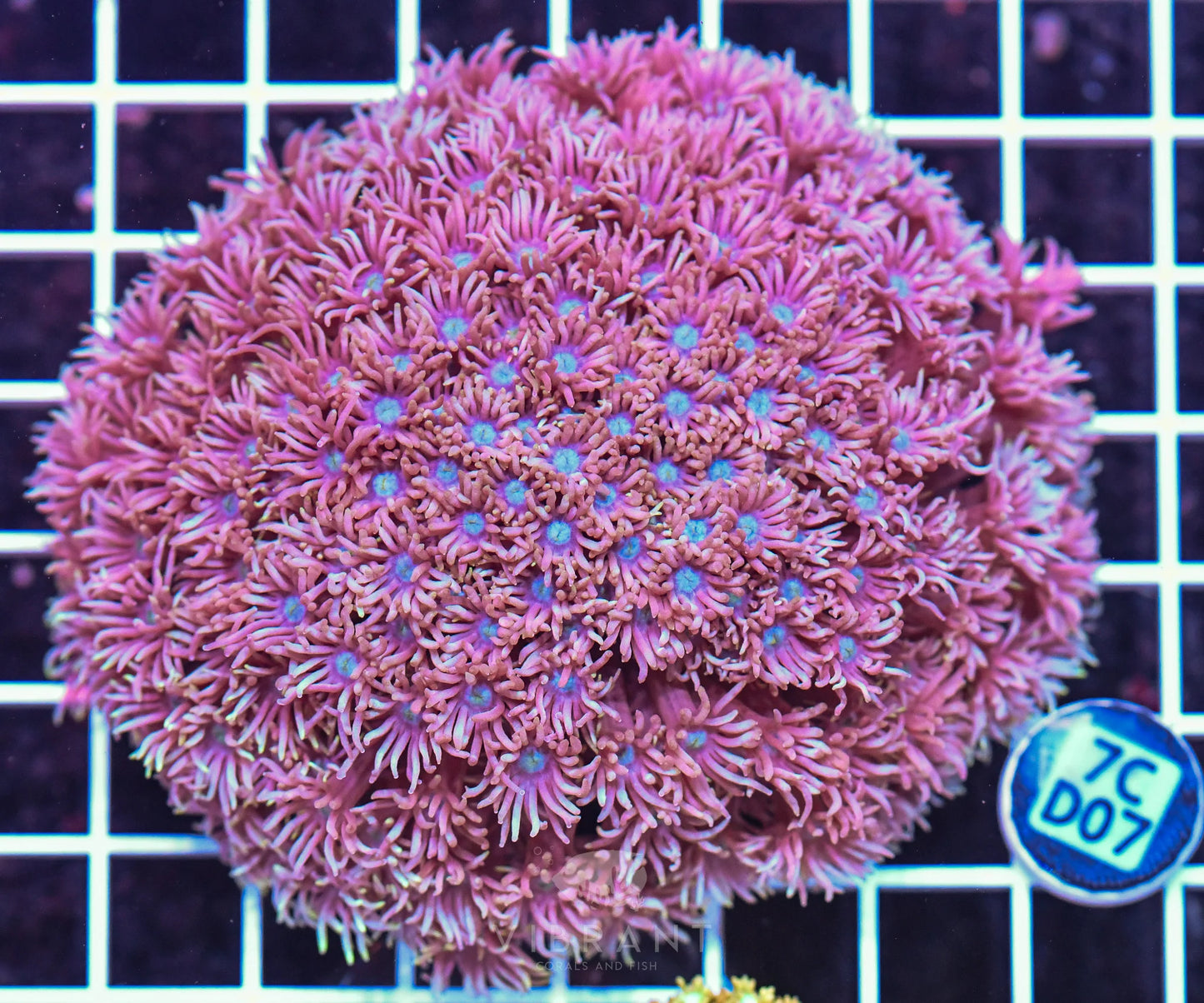 Goniopora WAUS
