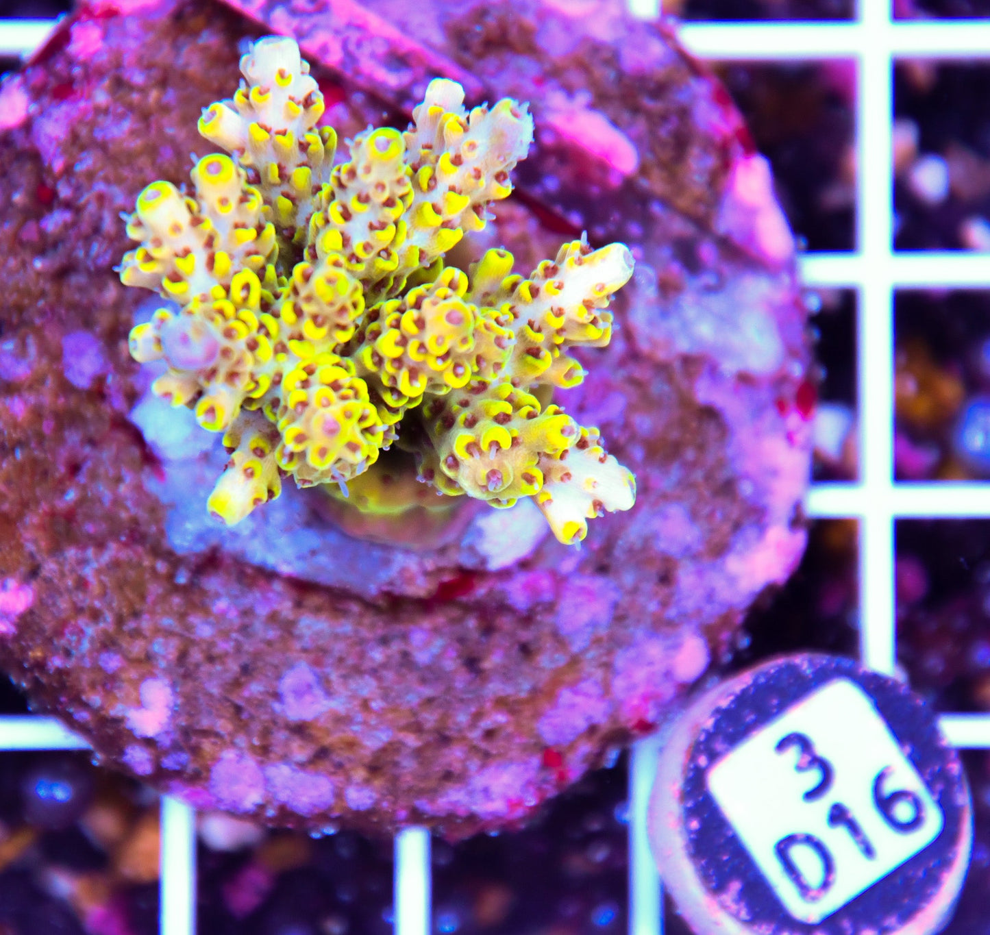Acro INDO